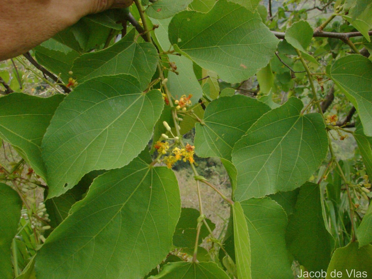 Grewia tiliifolia Vahl